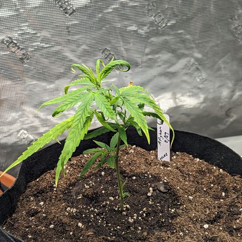 Ceecee growlog photo: Bagged, tagged, and watered. Here we go!