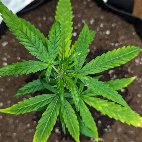 Ceecee growlog photo: Just before bed. 76f and 65rh