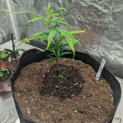 Ceecee growlog photo: Lil morning shot.