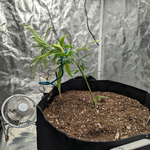 Ceecee growlog photo: Couple of shots. Pulled the plug in lst.