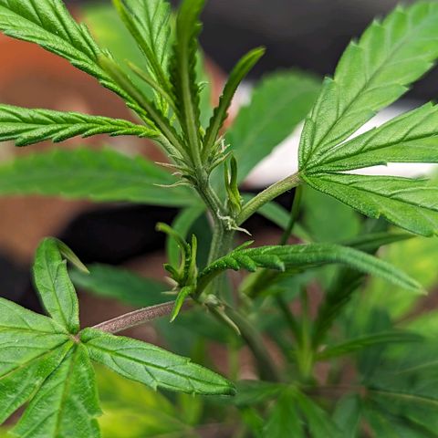 Ceecee growlog photo: Couple of shots. Pulled the plug in lst.