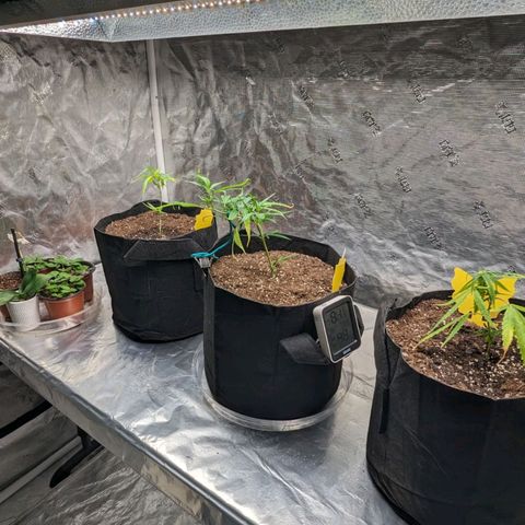 Ceecee growlog photo: She's in the middle looking pretty. Taking to the lst really well!!