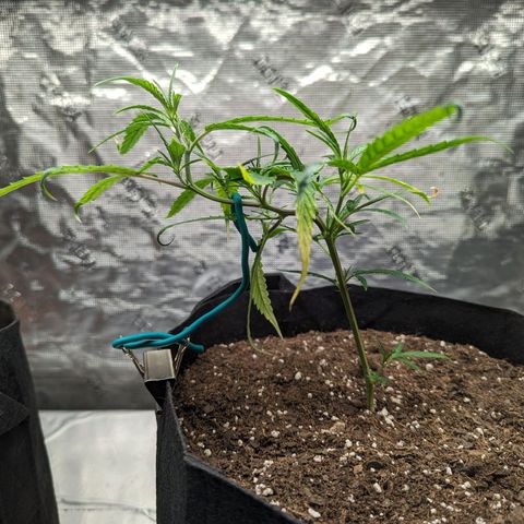 Ceecee growlog photo: Oohh!!! Look at that training!