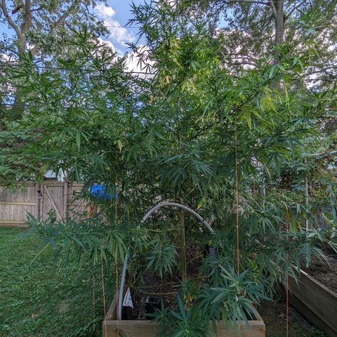Ceecee growlog photo: She's loving the LST! Nice bend and good growth pointing up! Added a pic of momma. She's big.