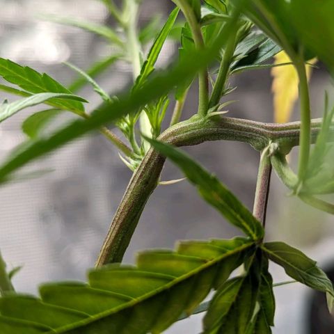 Ceecee growlog photo: She's loving the LST! Nice bend and good growth pointing up! Added a pic of momma. She's big.
