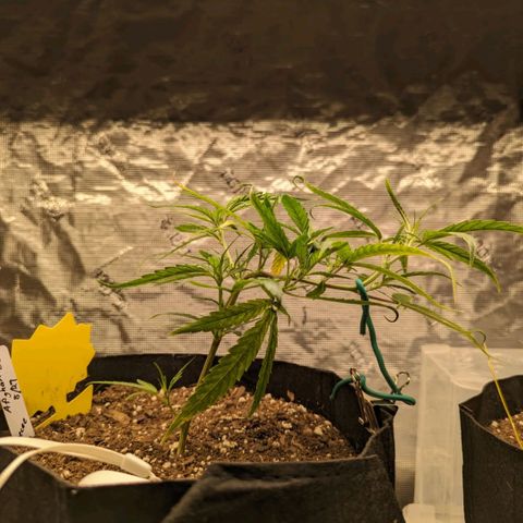 Ceecee growlog photo: She's loving the LST! Nice bend and good growth pointing up! Added a pic of momma. She's big.