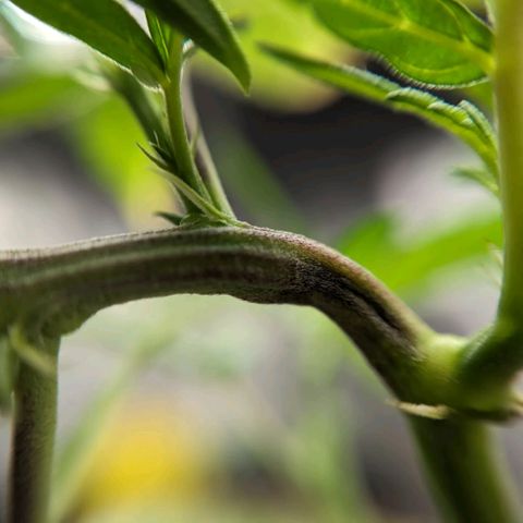 Ceecee growlog photo: She's loving the LST! Nice bend and good growth pointing up! Added a pic of momma. She's big.