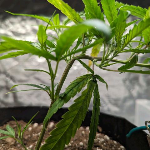 Ceecee growlog photo: She's loving the LST! Nice bend and good growth pointing up! Added a pic of momma. She's big.