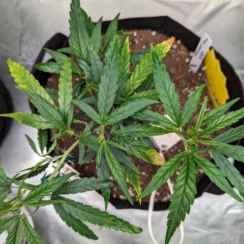 Ceecee growlog photo: Tomorrow is water day. It'll be here first real watering and not just some sprinkle sprinkle. Since she's in a 3 gallon pot I'll be watering her just over 1 liter of pH water. I'd like to let her be with just the water to see what nutrients she picks up from the soil. Maybe I'll add in some fish shit just because?