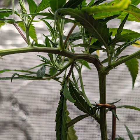Ceecee growlog photo: Tomorrow is water day. It'll be here first real watering and not just some sprinkle sprinkle. Since she's in a 3 gallon pot I'll be watering her just over 1 liter of pH water. I'd like to let her be with just the water to see what nutrients she picks up from the soil. Maybe I'll add in some fish shit just because?