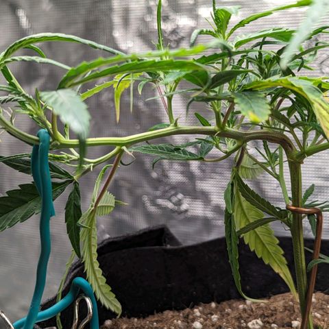 Ceecee growlog photo: Tomorrow is water day. It'll be here first real watering and not just some sprinkle sprinkle. Since she's in a 3 gallon pot I'll be watering her just over 1 liter of pH water. I'd like to let her be with just the water to see what nutrients she picks up from the soil. Maybe I'll add in some fish shit just because?