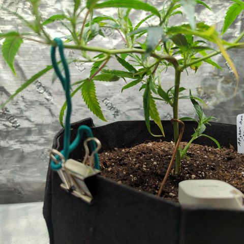 Ceecee growlog photo: Watered today, no nutrients. I want to see how she picks up the nutrients from the strawberry fields soil.
I spotted 4-5 spots I want to train her at. Her mom is a crazy grower so I think she'll take just fine!
