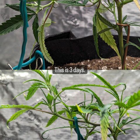 Ceecee growlog timeline photo