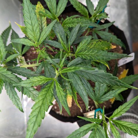 Ceecee growlog photo: Top down view 😀