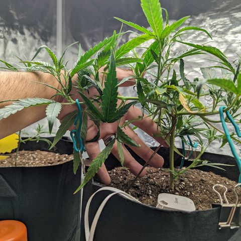 Ceecee growlog photo: Little family photo. Nothing really to update other than she's looking good!