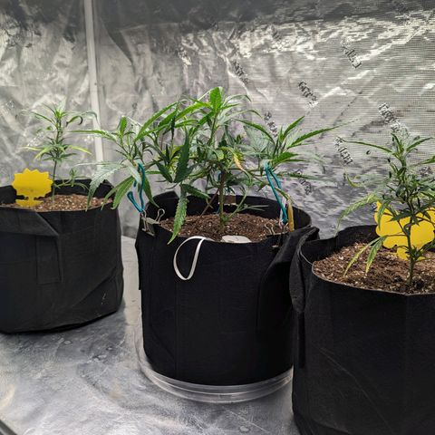 Ceecee growlog photo: Little family photo. Nothing really to update other than she's looking good!