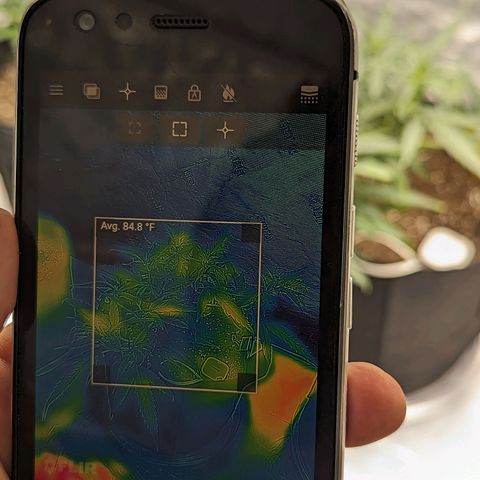 Ceecee growlog timeline photo