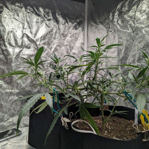 Ceecee growlog photo: Thought I posted a few pics over the last few days. Got the vpd good and set with leaf temps!