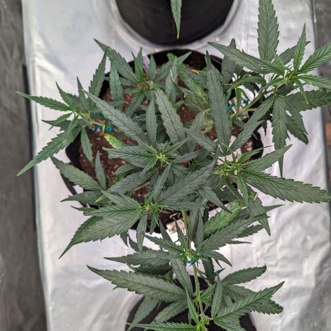 Ceecee growlog photo: Thought I posted a few pics over the last few days. Got the vpd good and set with leaf temps!