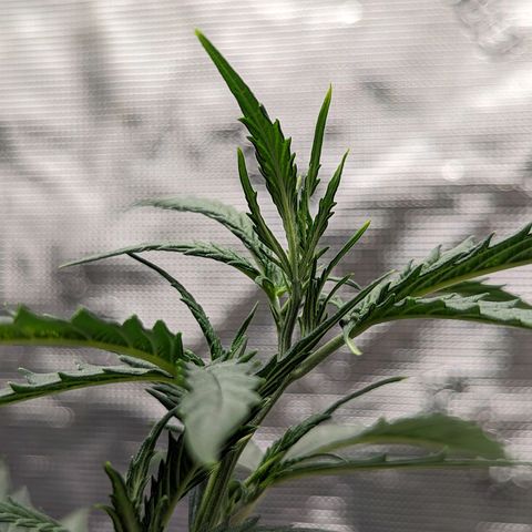 Ceecee growlog photo: Thought I posted a few pics over the last few days. Got the vpd good and set with leaf temps!