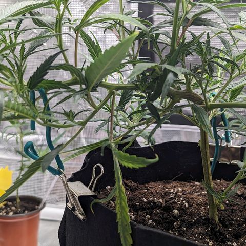 Ceecee growlog photo: She's looking good! Taking to the environment really well.