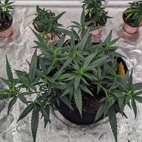 Ceecee growlog photo: She's looking good! Taking to the environment really well.