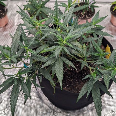 Ceecee growlog photo: She's looking good! Taking to the environment really well.