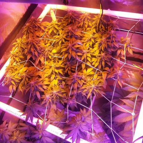 Cheese growlog timeline photo