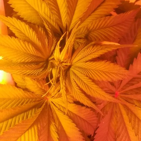 Cheese growlog photo: Top