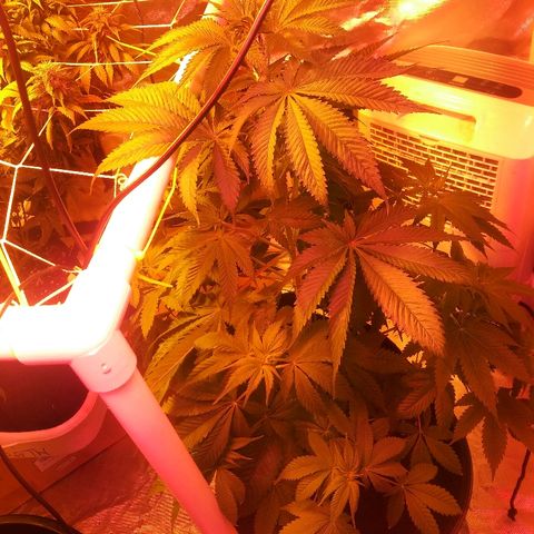 Cheese growlog timeline photo