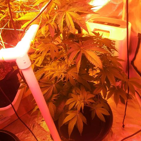Cheese growlog timeline photo