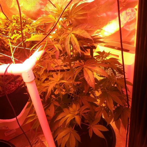 Cheese growlog timeline photo