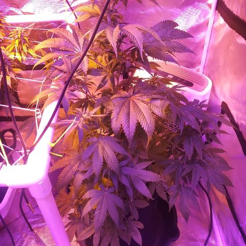 Cheese growlog timeline photo