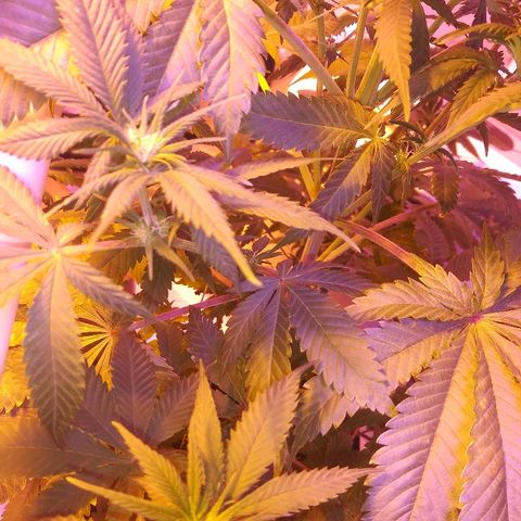 Cheese growlog timeline photo