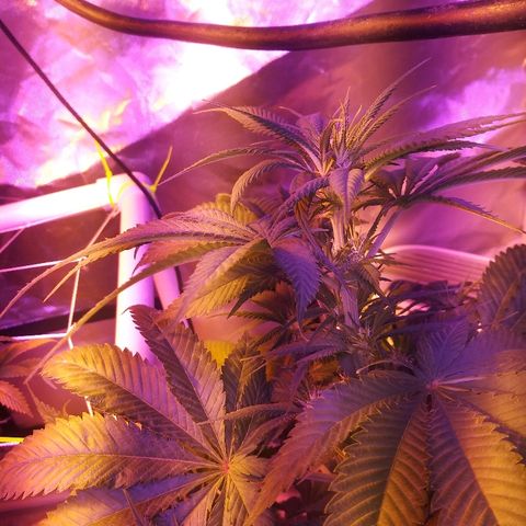 Cheese growlog timeline photo