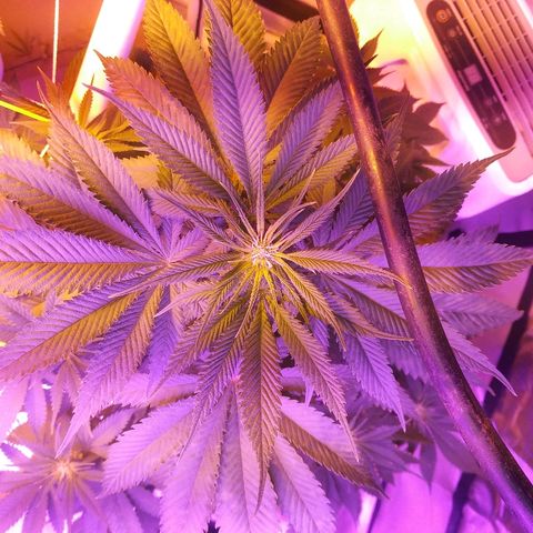 Cheese growlog timeline photo