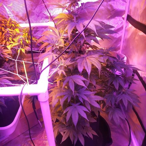 Cheese growlog timeline photo