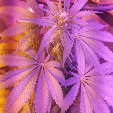 Cheese growlog timeline photo