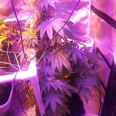 Cheese growlog timeline photo