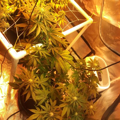 Cheese growlog timeline photo