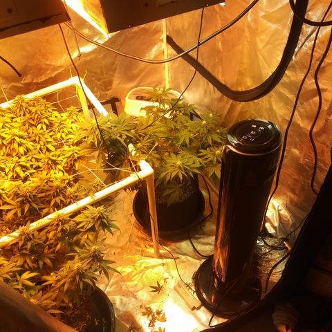 Cheese growlog timeline photo
