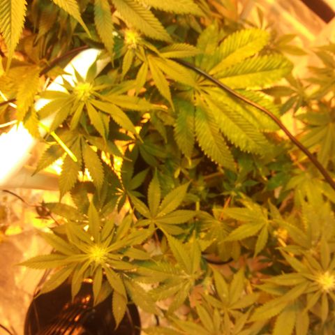 Cheese growlog timeline photo