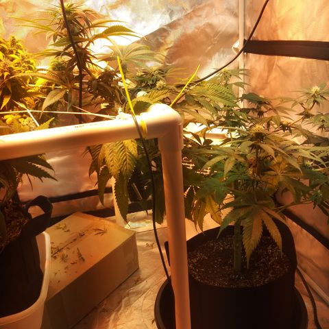 Cheese growlog timeline photo