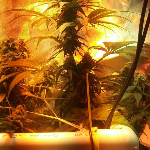 Cheese growlog timeline photo