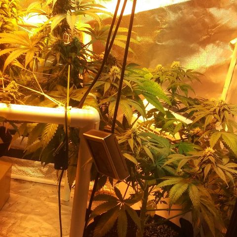 Cheese growlog timeline photo