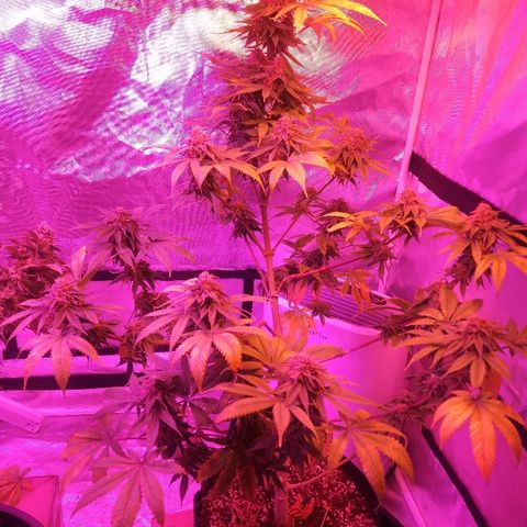 Cheese growlog timeline photo