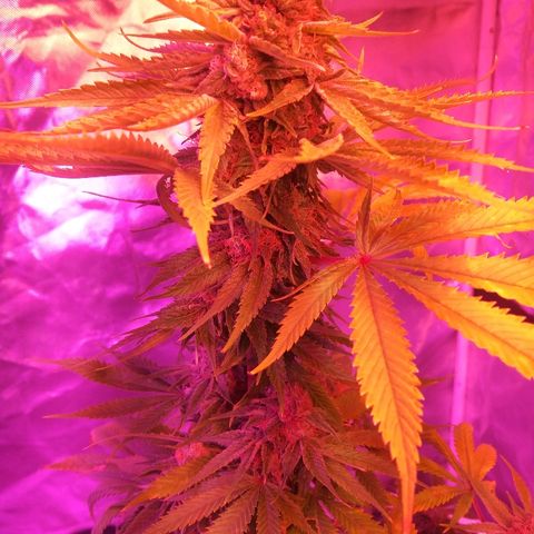 Cheese growlog timeline photo