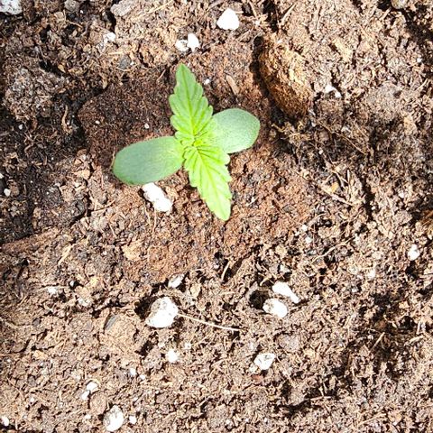 Membrana growlog timeline photo