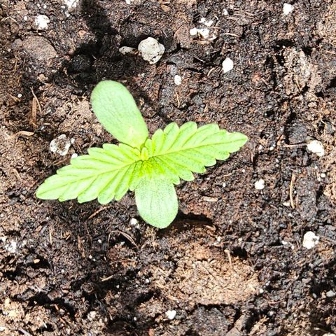 Membrana growlog timeline photo