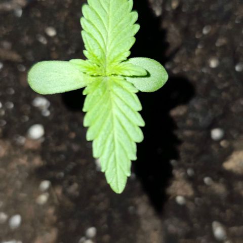 Membrana growlog timeline photo